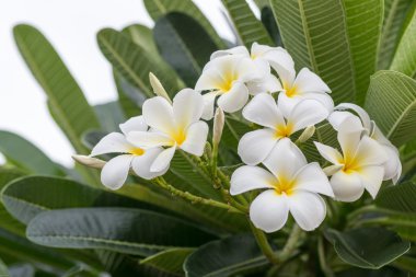 Plumeria frangipani içerir bir cins kokulu çiçekli tropikal ağacı