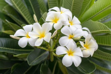 Plumeria frangipani içerir bir cins kokulu çiçekli tropikal ağacı