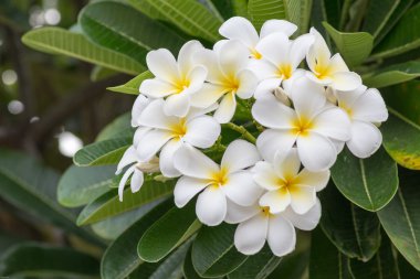 Plumeria frangipani içerir bir cins kokulu çiçekli tropikal ağacı