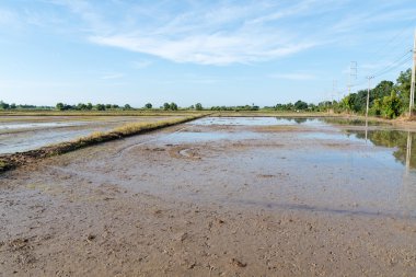 Pirinç ekimi için toprak hazırlama
