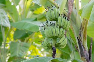 Ağaçta muz demeti. 
