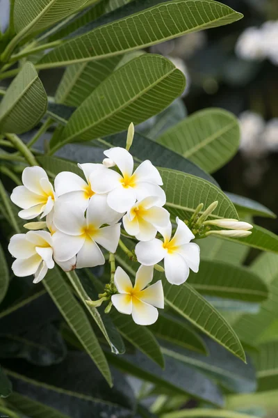 Plumeria frangipani içerir bir cins kokulu çiçekli tropikal ağacı — Stok fotoğraf