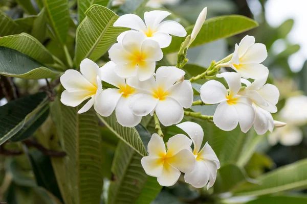 Plumeria un arbre tropical fleuri parfumé d'un genre qui comprend frangipani — Photo