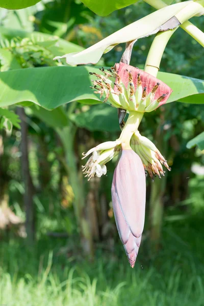 Flor de banana saudável Lead nutrir crianças — Fotografia de Stock