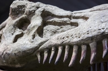 Tyrannosaurus Rex dinozor gerçekçi bir model