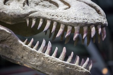 Tyrannosaurus Rex dinozor gerçekçi bir model