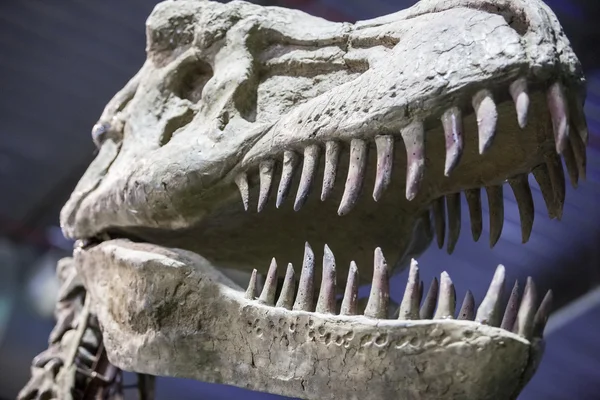 Modelo realista de dinossauro Tyrannosaurus Rex — Fotografia de Stock