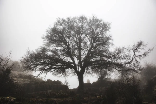 Esdoorn in de mist, Torcal de Antequera — Stockfoto