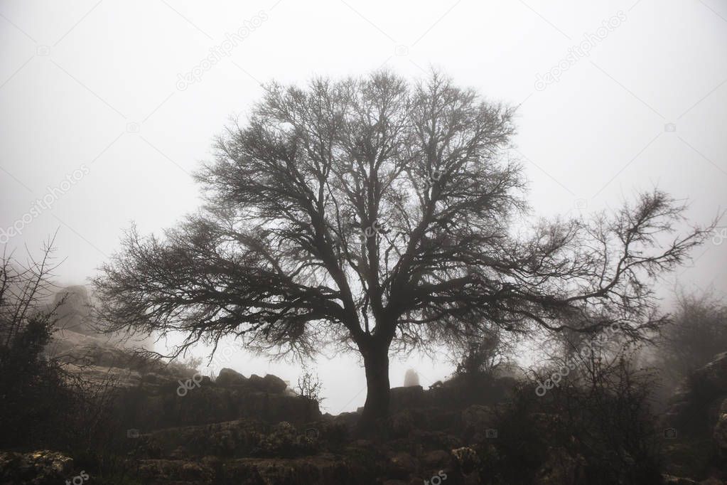 Maple tree in the fog, Torcal de Antequera