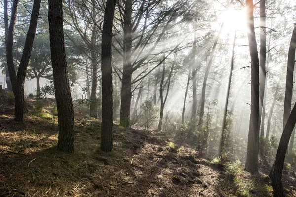 Waldlandschaft mit warmen Lichtstrahlen bei Sonnenaufgang, Hurrikan, Spanien — Stockfoto