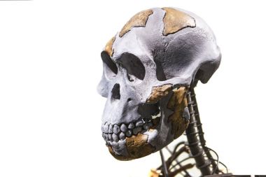 Lucy iskelet, homo türünün bir kadın