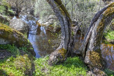 Old trees at Cornalvo Natural Park, Extremadura clipart