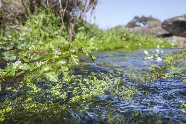 Vegetação fluvial no córrego do rio Muelas, Cornalvo Nat — Fotografia de Stock