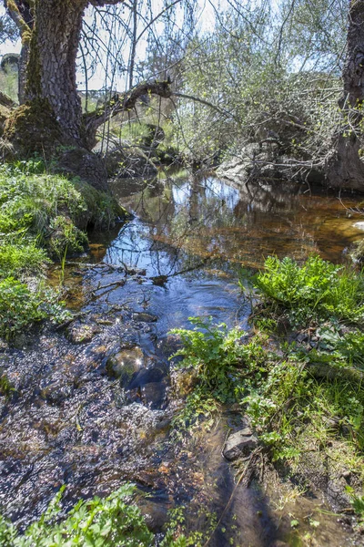 Berrocal von rugidero, extremadura, spanien — Stockfoto