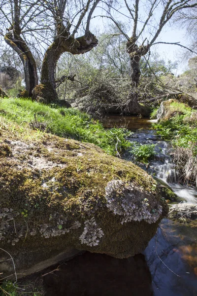 Old trees at Cornalvo Natural Park, Extremadura — Stock Photo, Image