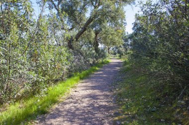 Cornalvo Tabiat Parkı, Spai mantar Oaks ormanı boyunca iz pass