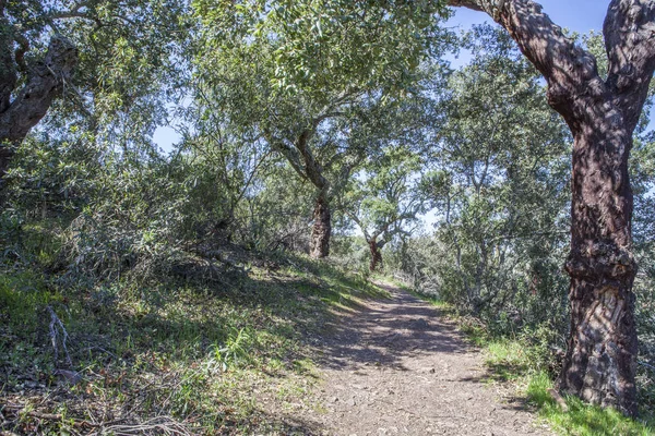 Leden passerar längs korka Oaks skog på Cornalvo Natural Park, Spanien — Stockfoto