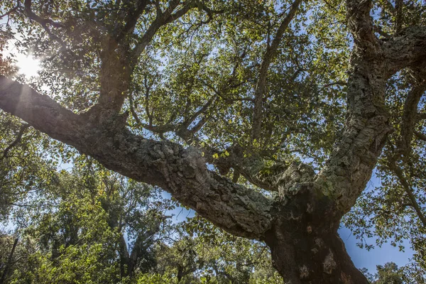 Bosque de alcornoques en Cornalvo, Extremadura, España — Foto de Stock