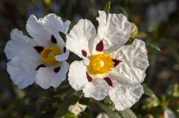 Guma Rockrose kwiaty w Piedras Riverside, Huelva, Hiszpania — Zdjęcie stockowe