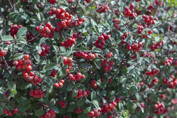 Cotoneaster κόκκινα φρούτα στον κήπο — Φωτογραφία Αρχείου