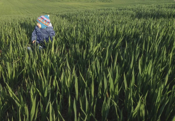 Bebé disfrutando de una tarde soleada en el campo de cereales verde en el — Foto de Stock