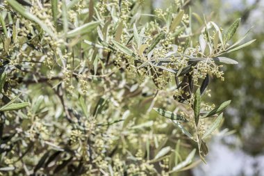 Bir zeytin ağacı dalına asılı genç yeşil zeytin