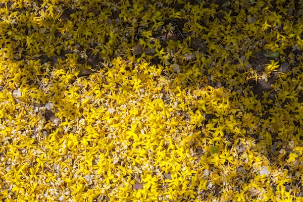 Garden floor full of fallen yellow jasmine flowers