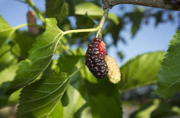 Mogen frukt och blad av svart mullbär eller Morus nigra — Stockfoto