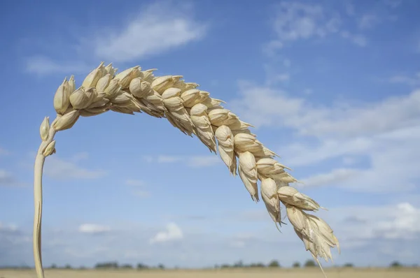 Ucho jedno ziarno w polu pszenicy nad niebieski niebo — Zdjęcie stockowe