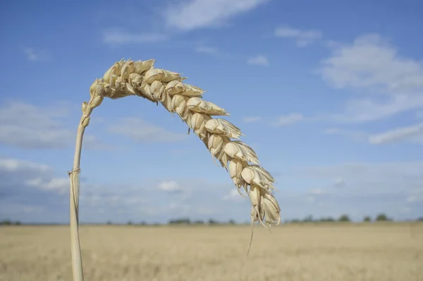 Jedno zrno ucho v pšeničné pole nad modrá obloha — Stock fotografie