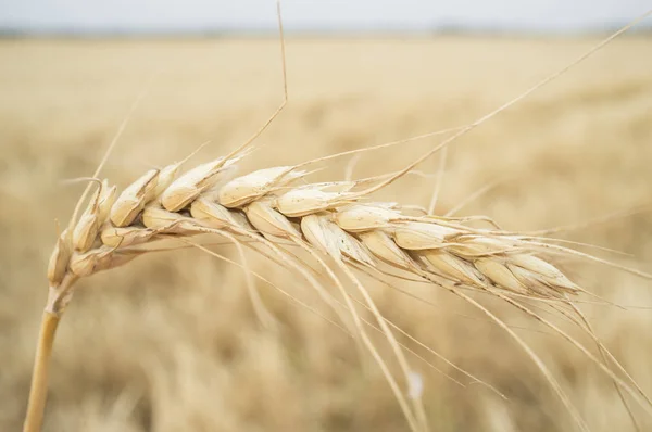 One grain ear over wheat grain field