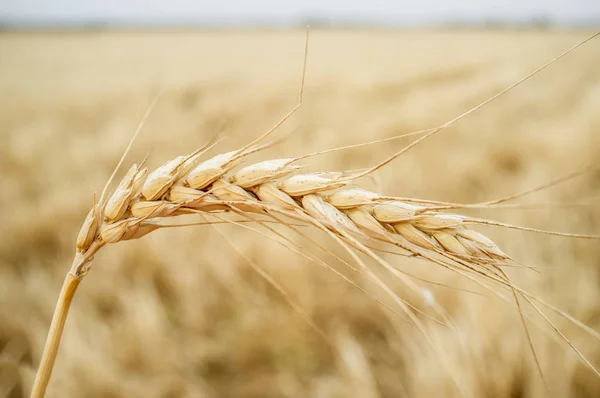 밀 곡물 분야에 1 개의 곡물 귀 — 스톡 사진