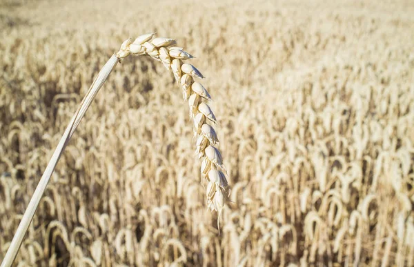 Een graan oor over tarwe graan veld — Stockfoto