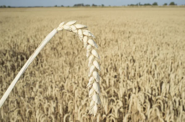 Jedno zrno ucho nad polem zrna pšenice — Stock fotografie