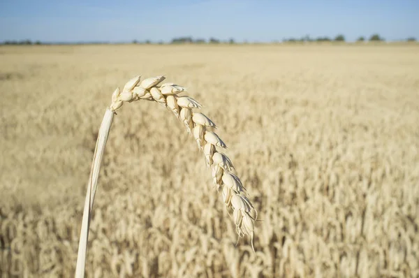 One grain ear over wheat grain field