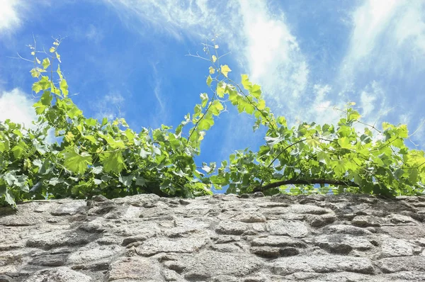 Reben, die entlang einer Mauer aus Granit in der Innenstadt von Trujillo wachsen, — Stockfoto