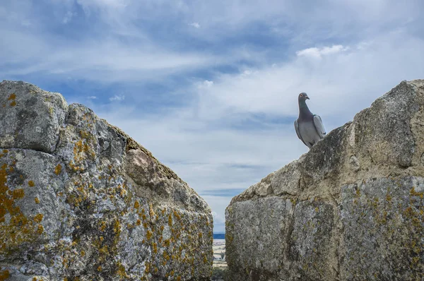 Holub na cimbuří hradu středověkého města Trujillo — Stock fotografie