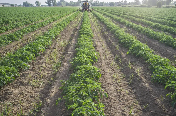 Trator pulverizando pesticidas sobre plantas jovens de tomate — Fotografia de Stock