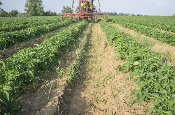 Trator pulverizando pesticidas sobre plantas jovens de tomate — Fotografia de Stock