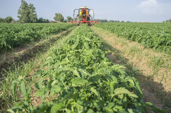 Traktor versprüht junge Tomatenpflanzen mit Pestiziden — Stockfoto