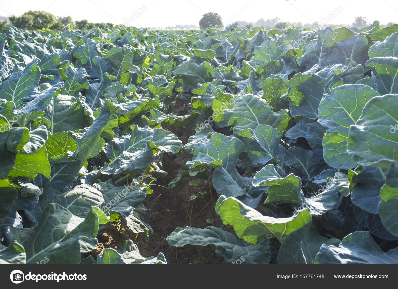 Brokkoli Pflanzen von innen Furche — Stockfoto © Juan_G_Aunion ... Brokkoli Pflanzen von innen Furche — Stockfoto © Juan_G_Aunion ...