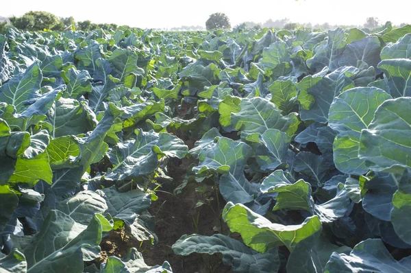 Plantes de brocoli du sillon intérieur — Photo