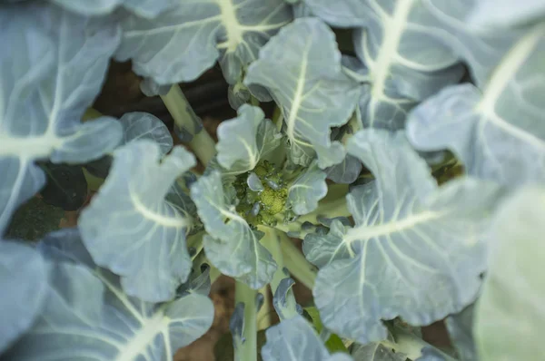 Young plant of broccoli. Above view — Stock Photo, Image