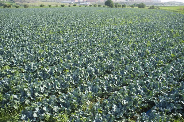 Cultivation of broccoli on summer close to Badajoz — Stock Photo, Image