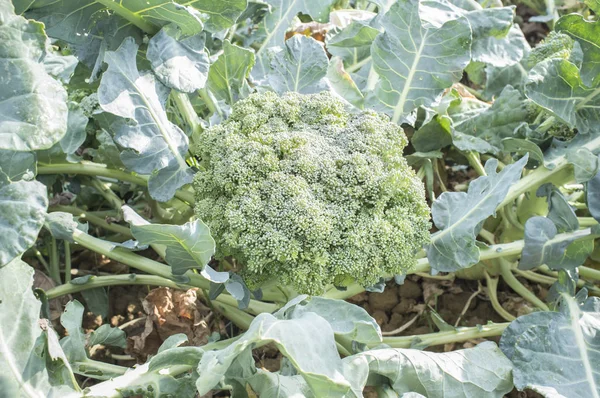 Pianta di broccoli maturi, la vatiety estate — Foto Stock