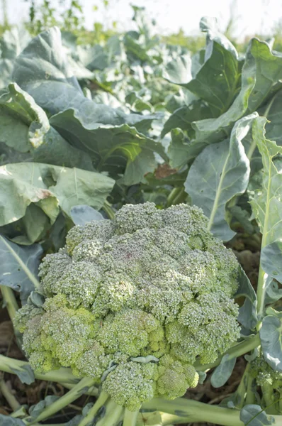 Mature plant of broccoli. Summer variety — Stock Photo, Image