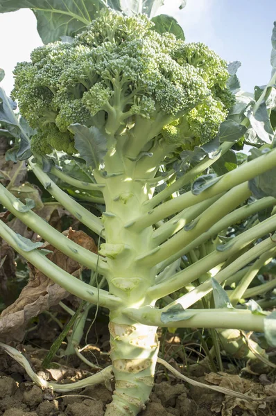 Morfología vegetal del brócoli. Vista desde el suelo al cielo —  Fotos de Stock