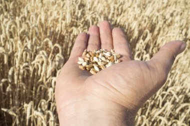 Bir avuç buğday taneleri seçmişsin tutan olgun çiftçi el