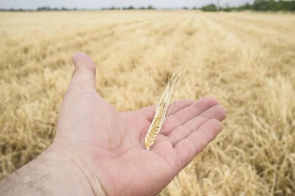 Volwassen boer hand hebt van een oor van de gele tarwe net geplukt — Stockfoto