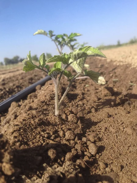 Planta de tomate joven creciendo con sistema de riego en acción — Foto de Stock